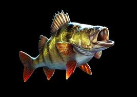 Ikan tuna merupakan ikan yang hidup di perairan dalam di daerah tropis dan substropis salah seharga 3x lipat lamborghini aventador.! 46 Fish Art Ideas Fish Art Fish Fish Painting