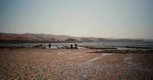 Check spelling or type a new query. Hog Island Oyster Co Home Marshall California Menu Prices Restaurant Reviews Facebook