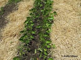 We did not find results for: Home Lawn Garden What S Eating My Vegetables Umass Center For Agriculture Food And The Environment