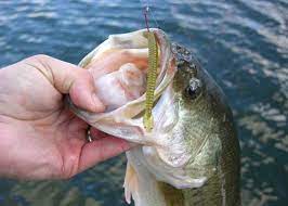 Bass fishing is one of the most popular types of fishing for anglers of all ages. Plastic Worms Bass Fishing Gurus