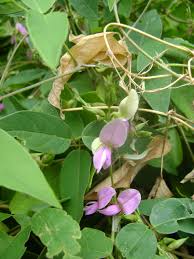 Image result for Galactia striata