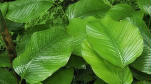 David akintola geçtiğimiz sezon hatayspor'da kiralık olarak forma giydi. Moi Moi Leaf Plant Prevents Kidney Liver Damage The Guardian Nigeria News Nigeria And World News Features The Guardian Nigeria News Nigeria And World News