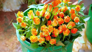 Nairobi, kiambu, nakuru, kericho, nyandarua, transzoia, uasin gichu, nyeri, laikipia, machakos, meru, kirinyaga, embu, murang'a and kajiado. The Magical World Of Kenyan Flowers Youtube