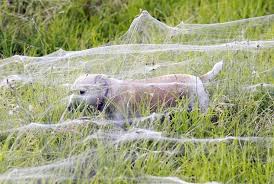 Spider Web Forest Is Beautiful And Terrifying Wagga Wagga Huge Spiders Spiders In Australia