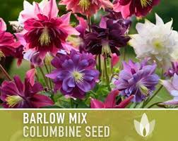 Image result for Aquilegia vulgaris Tower Mix