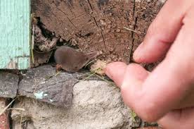 (noun) an the human flea is considerably exceeded in size by certain other species found upon much. Shrew Control And Treatments For The Home Yard And Garden