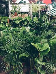Buying Flowers And Plants From New Covent Garden Flower Market Hannah Bullivant Seasonal Interior Stylist Decluttering Expert Flower Market Flower Garden Plants