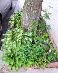 Check spelling or type a new query. How Does Your Street Tree Pit Grow Let Her Count The Ways Bostonzest