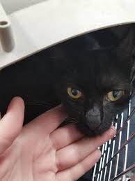 Sick emaciated cat with selected focus, noisy and soft image of skinny or emaciated cat due to imbalanced diet being treated. My Friend Found A Dangerously Emaciated Cat At Her Work Place Album On Imgur