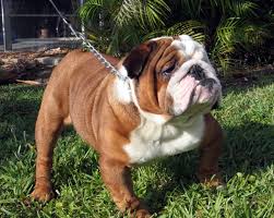 Maybe you would like to learn more about one of these? English Bulldogs Face Extinction The Bark