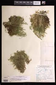 Image result for Selaginella lewalleana