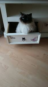 My Cat Sitting In A Drawer X Hehe Cats Cat Sitting Birman Cat