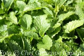 Guarda i 30 risultati per case cucina in vendita melissa al miglior prezzo, l'immobile più conveniente parte da 25.000 €. Melissa 318 Cucina Naturale