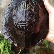 Jual Kura Kura Daun Indukan Size 20 Cm For Aquarium Kolam Kota Bandung Shafy Farm Tokopedia