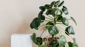 Aprende a decorar vintage, con plantas vamos a echarles un vistazo. Plantas Y Suculentas 5 Arboles De Interior Para Decorar Los Departamentos Pequenos Panorama