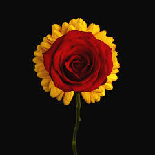 Maybe you would like to learn more about one of these? Rose On Yellow Flower Black Background Photograph By Sergey Taran