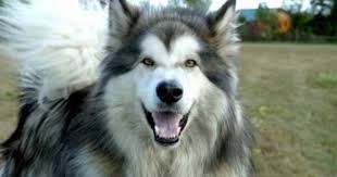 Long Haired Malamute Alaskan Malamute Aggressive Dog Breeds Malamute