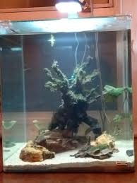 Ember Tetra And Betta: Compatible Tankmates - Betta Source