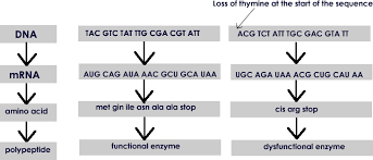 Polypeptide Synthesis Flow Chart Google Search Dna