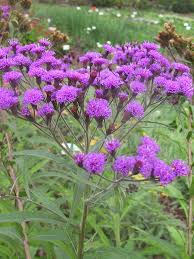 Image result for Vernonia schlechteri