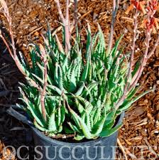 Blue elf aloe aloe 'blue elf'. Blue Elf Oc Succulents
