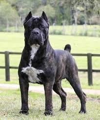 Cane Corso Dogs Cane Corso Beautiful Dogs