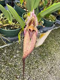 Image result for Bulbophyllum elliotii