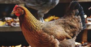 About Welsummer Chickens Eye Catching Speckled Brown Egg Layers Chicken Breeds Barnevelder Chicken Chickens