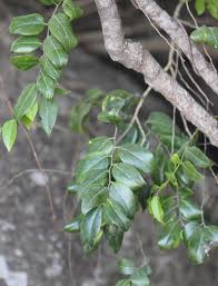 Image result for Opilia amentacea