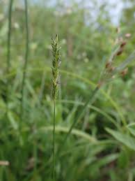 Image result for Sacciolepis indica