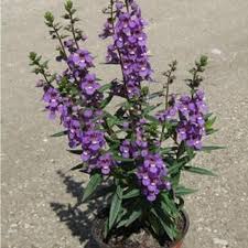 Tebak Gambar Batu Bunga Layu Bibit Bunga Angelonia Ungu Berkualitas Bibit Tanaman Berkebun Janganlupatertawa Instagram Photo And Bunga Kelopak Mawar Gambar