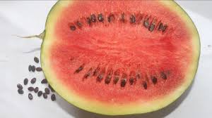 Image result for Citrullus lanatus