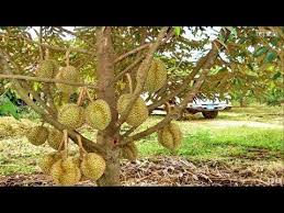 Tips sukses menanam durian dalam pot agar cepat berbuah dan lebat selamat datang di channel kami, yang berisi tentang. Durian Heaven Sau Rieng Stinky Fruit Saigon Vietnam 2016 Youtube Menanam Buah Pohon Buah