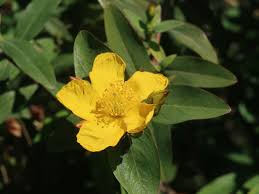 Image result for Hypericum roeperianum
