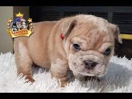 Blue fawn merle english bulldog. Cute Puppy English Bulldog 5 Weeks Old Lilac Fawn Merle Girl English Bulldog Youtube