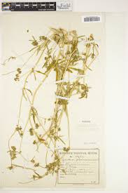 Image result for Gisekia pharnaceoides