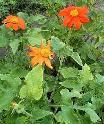 Image result for Tithonia rotundifolia