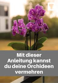 Pin Auf Pflanzen Fur Dein Zuhause