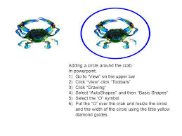 Don't forget to click the spaces→underscores button to fill the white space with underscore characters so that when you paste it somewhere, it doesn't collapse all the spaces. Adding A Circle Around The Crab In Powerpoint 1 Go To View On The Upper Bar 2 Click View Click Toolbars 3 Click Drawing 4 Select Autoshapes Ppt Download