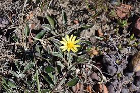 Image result for Haplocarpha