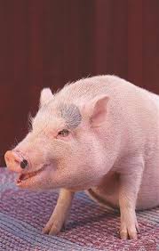Resim Domuz C Fuse Getty Images Pot Belly Pigs Smiling Animals