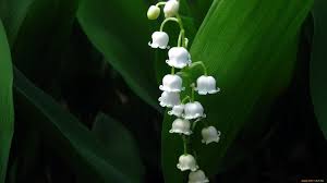 Because of their beautiful aesthetics, an entire lily of the valley garden looks . Lily Of The Valley Wallpapers Top Free Lily Of The Valley Backgrounds Wallpaperaccess