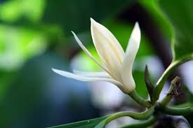 Image result for bunga wangi images