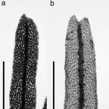 Image result for Polyphlebium