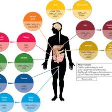 Ankle arm belly button chest chin. Diagram Of A Human Body Diagram Of A Human Body Including Filled Download Scientific Diagram