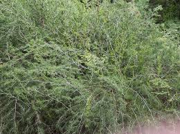 Image result for Asparagus laricinus