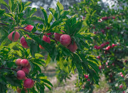 How To Protect Your Prune Plum Trees Mr Tree Inc