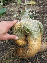 Image result for Cyclantheropsis parviflora