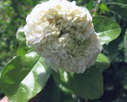 Image result for Jasminum bakeri