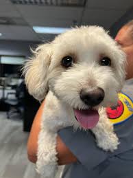 Is there a free young dog or puppy available in Hillsdale County Michigan?